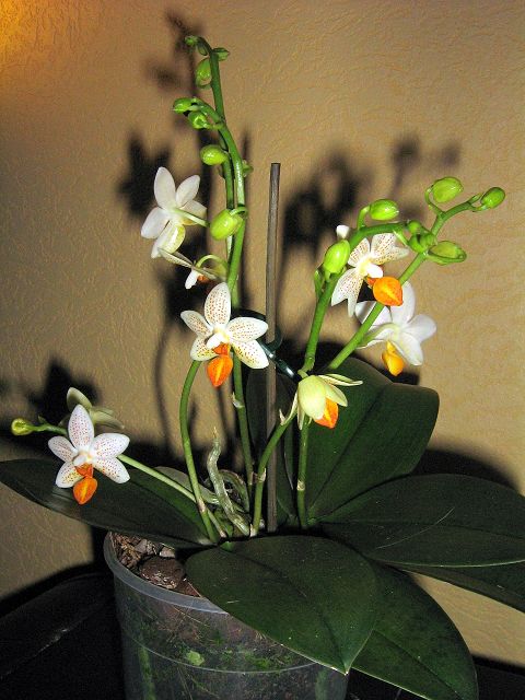 k-IMG_0652.JPG