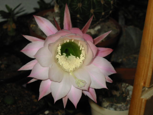 Blüte 218.jpg