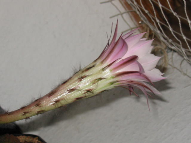 Blüte 212.jpg