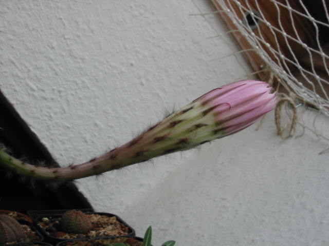 Blüte 197.jpg