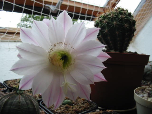 Blüte 238.jpg
