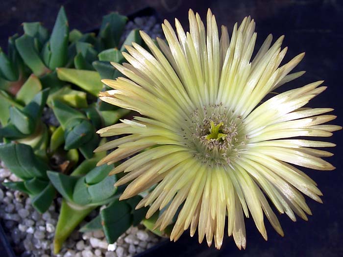 Cheiridopsis carola-schmidtii Februar.jpg