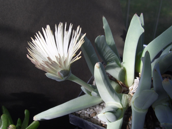 Cheiridopsis denticulata März.jpg