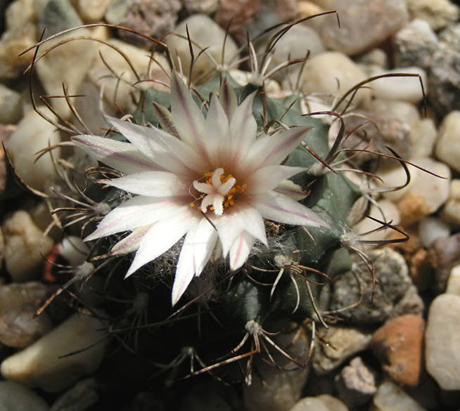 Turbinicarpus matehuala.JPG