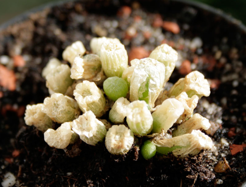 conophytum-spec.jpg