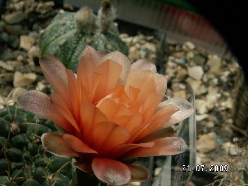 PICT1247.JPG
