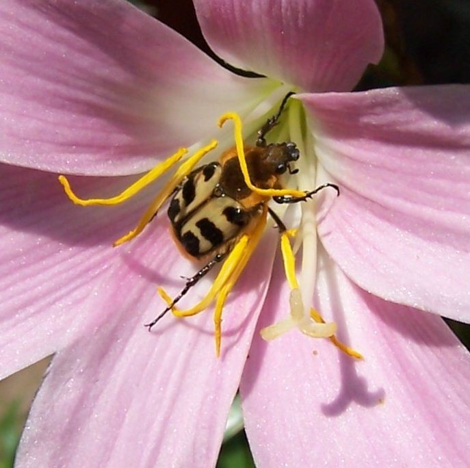 Pinselkäfer