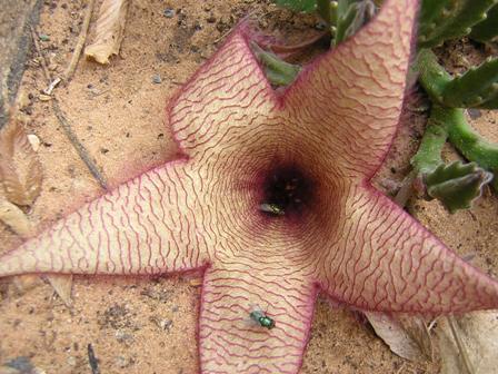 Stapelia ???