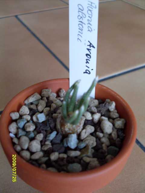 K640_Avonia alstonii.JPG