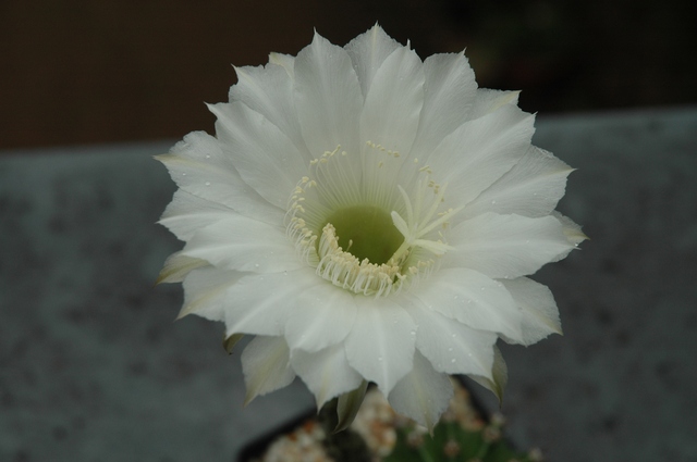 Echinopsis_Uli_Blueten_2009_07_100.jpg