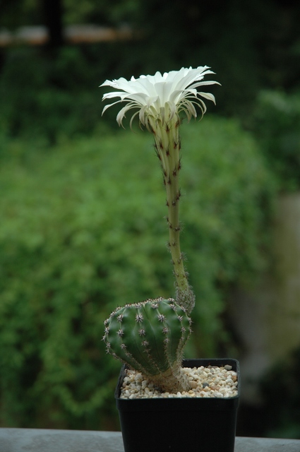 Echinopsis_Uli_Blueten_2009_06_100.jpg
