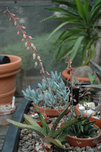 Gasteria_liliputana_2009_01_100.jpg