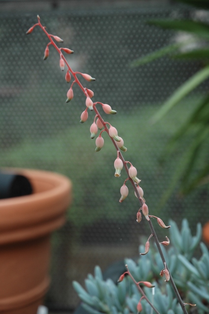 Gasteria_liliputana_2009_02_100.jpg