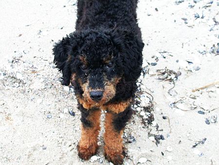 Minirottweiler