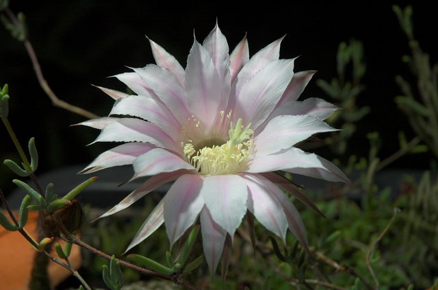 Echinopsis_Conny_2009_Bluete_02_100.jpg