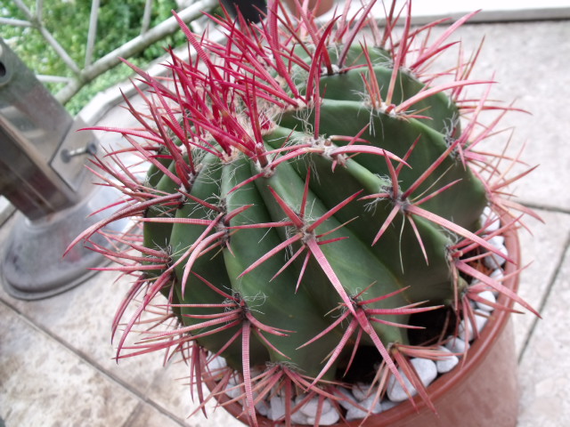 DSCF0635.JPG