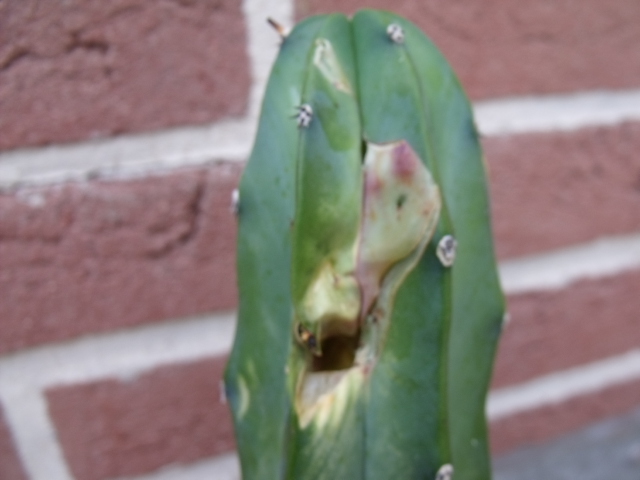 DSCF0743.JPG