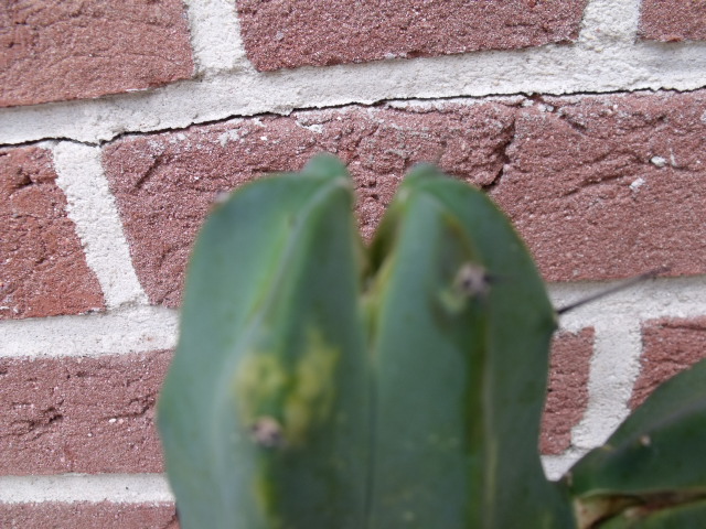 DSCF0755.JPG