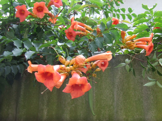 Dscf1697.jpg
