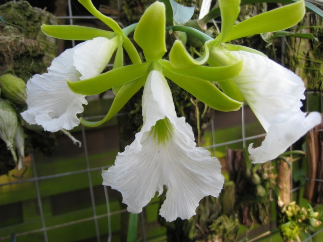 Encyclia mariae