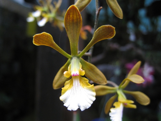 Encyclia aspera
