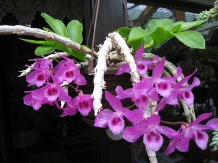 Dendrobium parishii