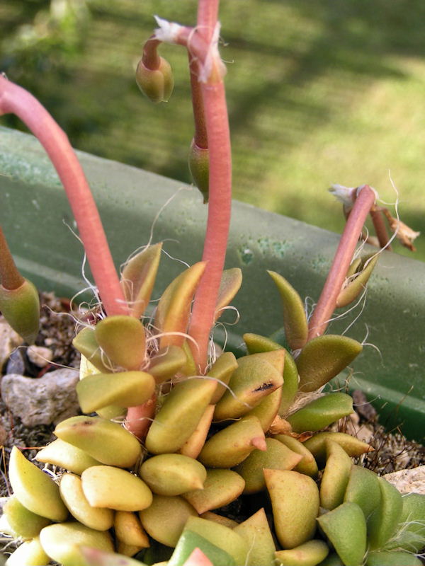 Anacampseros spec.jpg