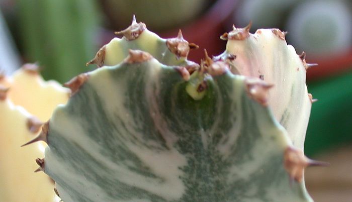 Stacheln E. erythraea (zwischen alten und jungen erkenne ich keinen nennenswerten Unterschied)