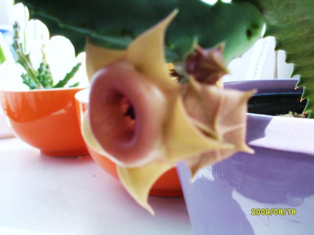 K640_Huernia 3Blüten.JPG