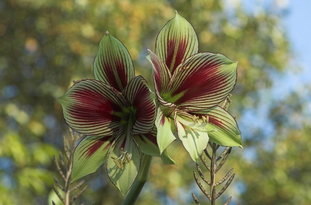 Hippeastrum_papilio_2009_100.jpg