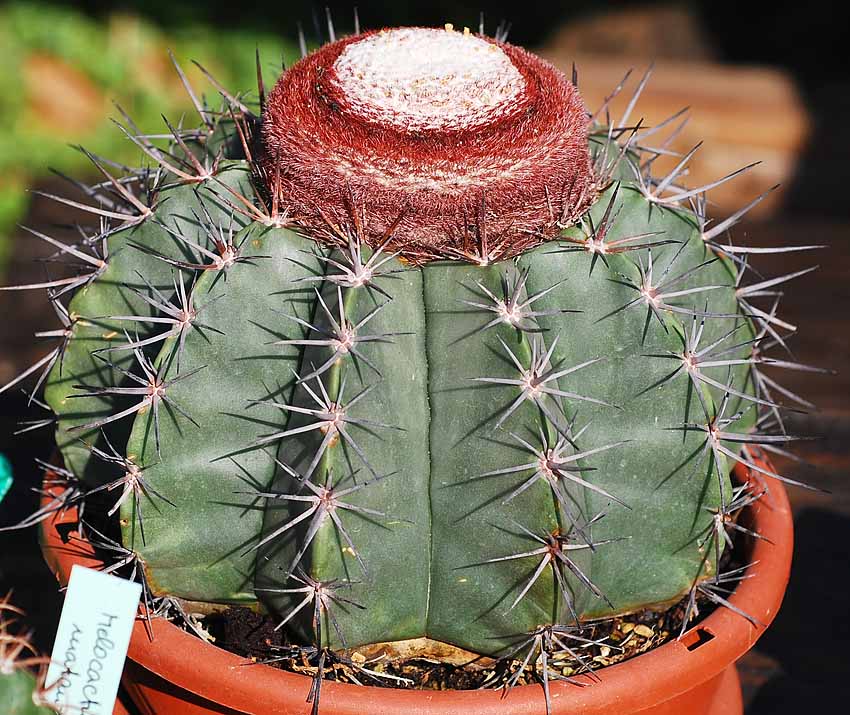 Melocactus unbekannt