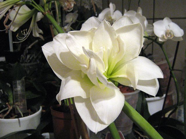 k-IMG_0531.JPG