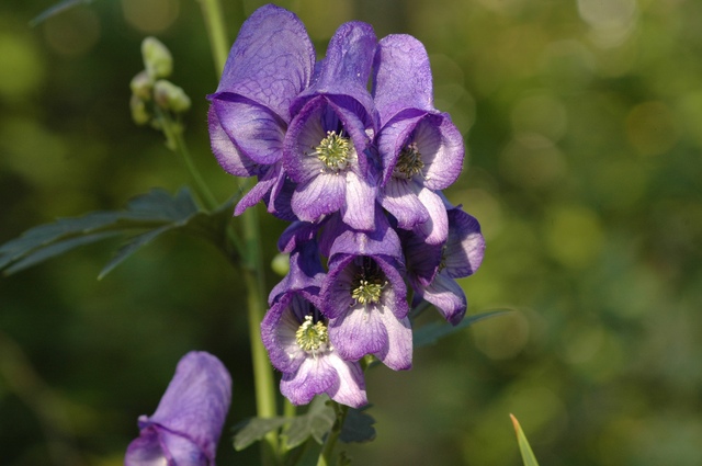 Eisenhut_Aconitum_napellus_2009_05_100.jpg