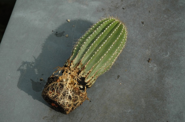 Neobuxbaumia_polylopha_01_100.jpg