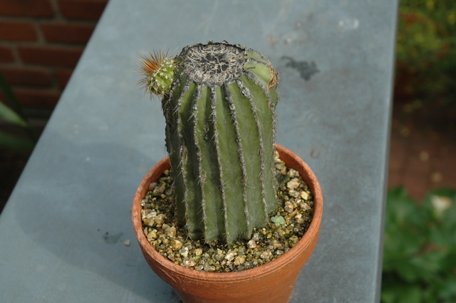 Neobuxbaumia_polylopha_02_100.jpg