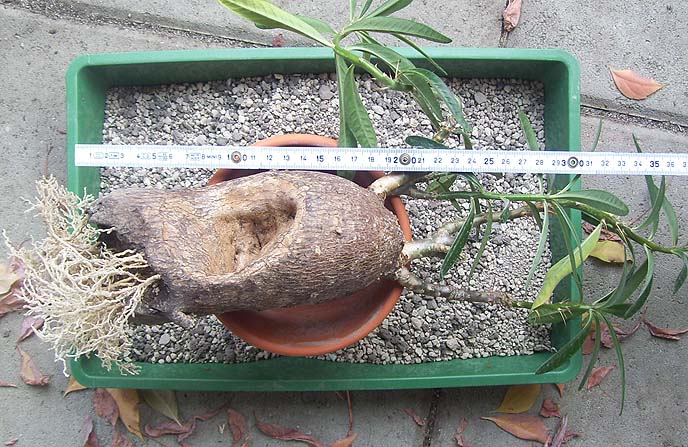 Pachypodium 311009.jpg