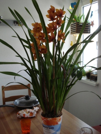 Cymbidium Picco Bello b.jpg