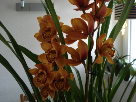 Cymbidium Blüten b.jpg