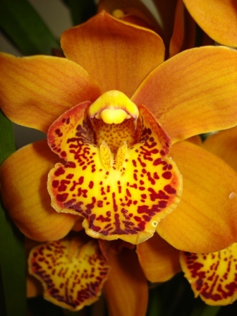 Cymbidium nah b.jpg