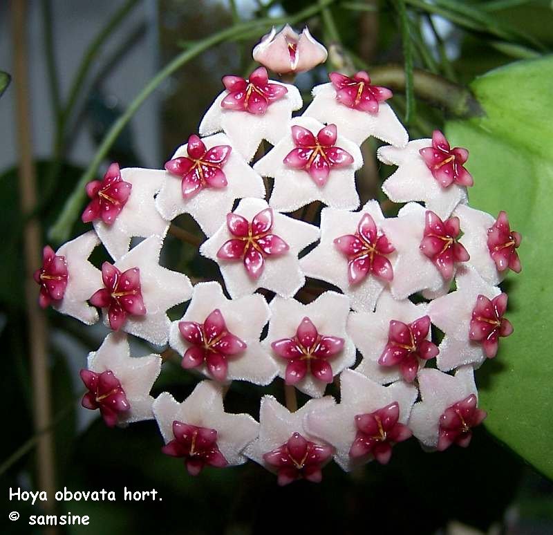 Hoya obovata hort.