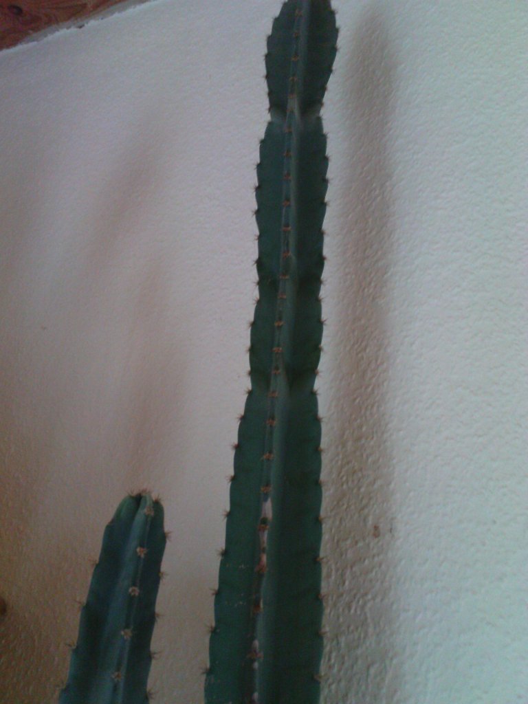 Kaktus spitze.JPG