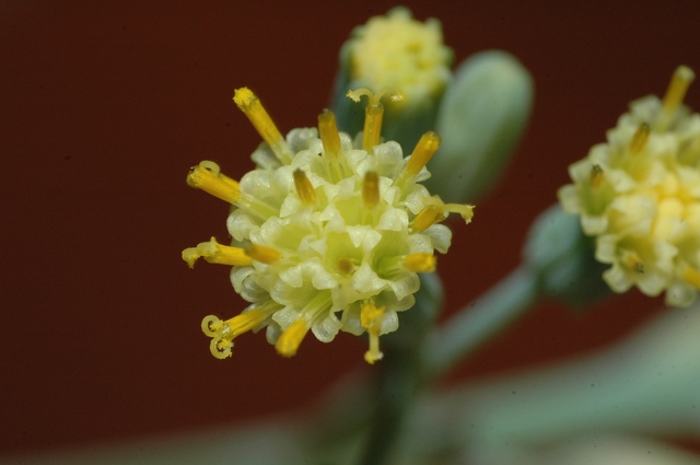 senecio_kleiniaeformis_Nov_2009_1_80.jpg