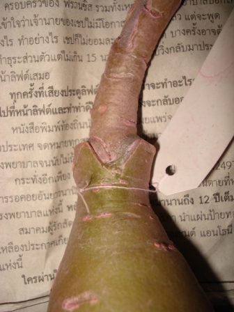Pflanzen b1.jpg