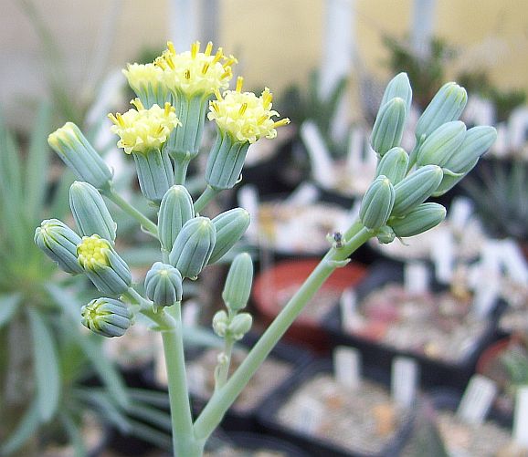 Senecio kleiniformis 281109.jpg