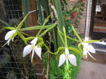 Epidendrum parkinsonianum
