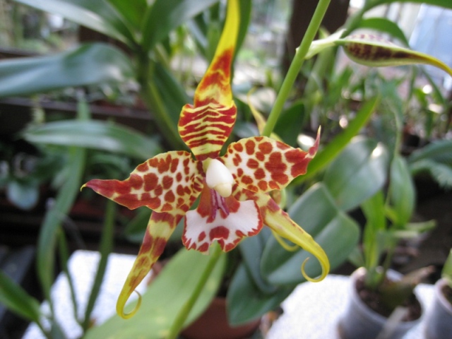 Odontoglossum cordatum