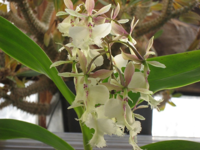 Epidendrum ?