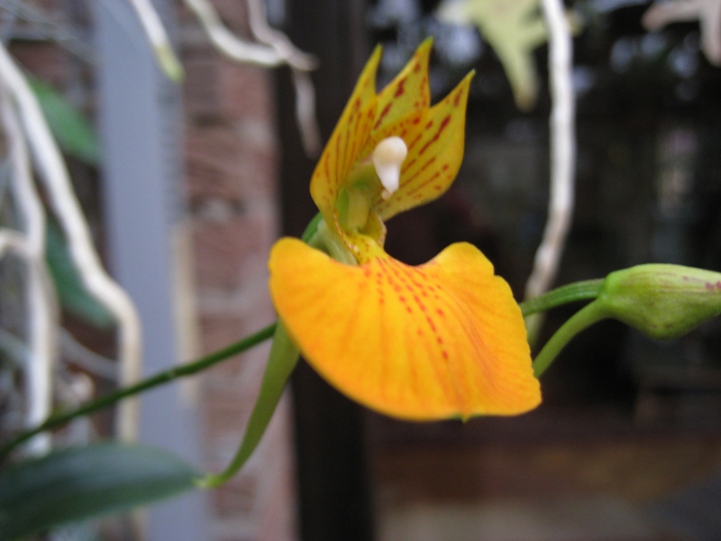Comparetia speciosa