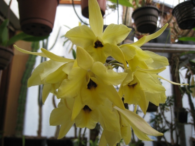 Laelia aurea