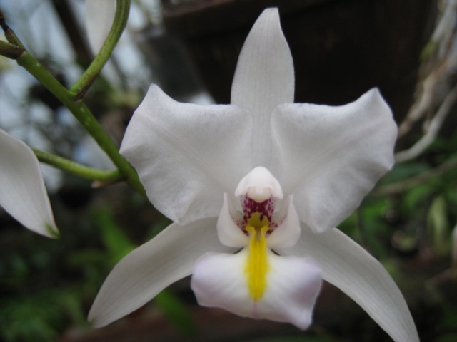 Laelia albida